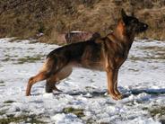 Grady vom Kiebitzende