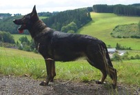 Gippy vom Cap Arkona