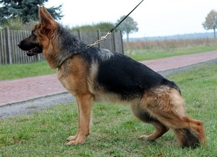 Paula vom Welsetal Paula vom Welsetal