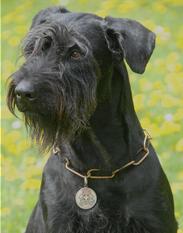 Brutus vom Römerwall Brutus vom Römerwall