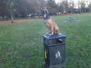 Asturbox Carla-Cortina