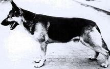 Arno von der Pfaffenau