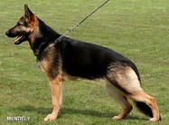 dog image background