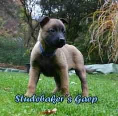 Studebaker's Gaep Studebaker's Gaep