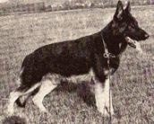 dog image background