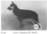 dog image background