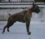 Rufus (LOI 98/81029)