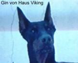 Gin von Haus Viking Gin von Haus Viking