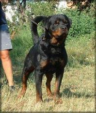 Igor von Petra Burg Igor von Petra Burg