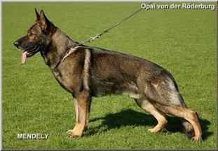 Opal von der Röderburg Opal von der Röderburg