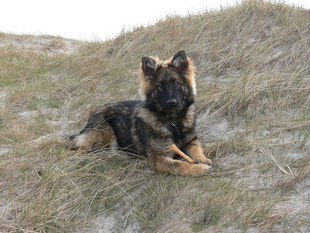 Lady vom Intscheder-Wehr Lady vom Intscheder-Wehr