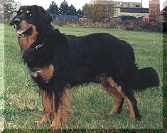 Flynn vom Nelsonhof Flynn vom Nelsonhof