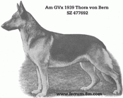 dog image background