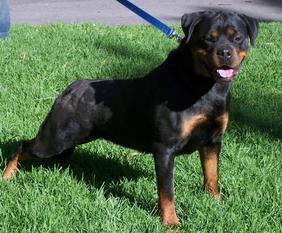 Von Zennith Onyx Von Zennith Onyx