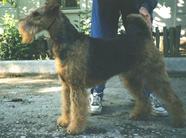 Dame Fortune Fildale