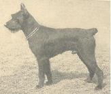 dog image background
