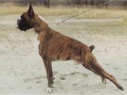 Percival After Tacha