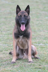 Dog John's Golan Dog John's Golan