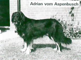 Adrian vom Aspenbusch Adrian vom Aspenbusch