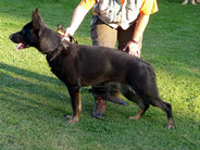 Chipsy vom Hettelsberg