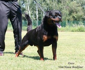 Enzo vom Hause Bouhfour Enzo vom Hause Bouhfour