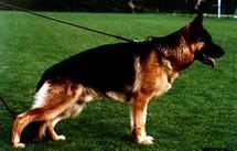 dog image background