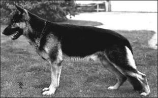 Basko von der Kahler Heide Basko von der Kahler Heide