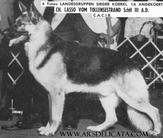 dog image background
