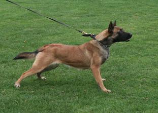 Balou van de Zanzarahoeve Balou van de Zanzarahoeve