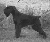 dog image background