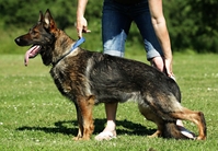 Tora z Arnultovic