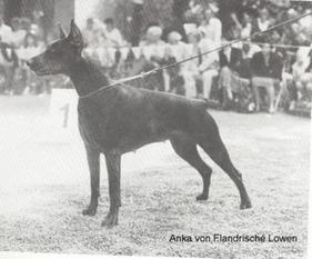 Anka vom Flandrischen Löwen Anka vom Flandrischen Löwen