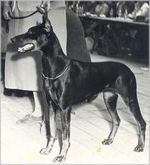 Gravin Roeanka van Neerlands Stam (NHSB 190572) Gravin Roeanka van Neerlands Stam (NHSB 190572)