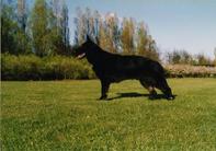 dog image background