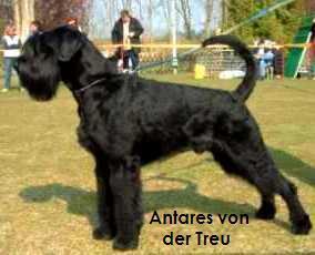 Antares von der Treu Antares von der Treu