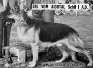 dog image background
