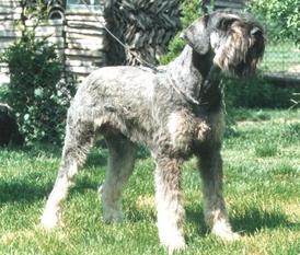 Ishtar von Winriks Hof Ishtar von Winriks Hof