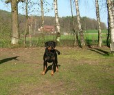 Vroni von der Steineiche