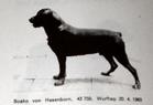 Bosco vom Hasenborn