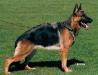 dog image background