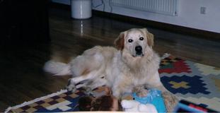 Tommy vom Schondratal Tommy vom Schondratal
