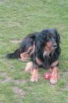 Bild von Collin ex canis lupus