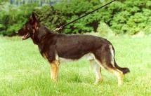dog image background