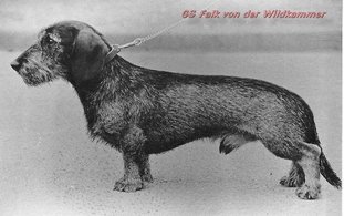 Falk von der Wildkammer Falk von der Wildkammer