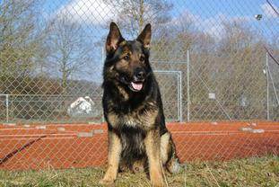 Aellex von der Bärenreute Aellex von der Bärenreute