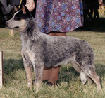 dog image background