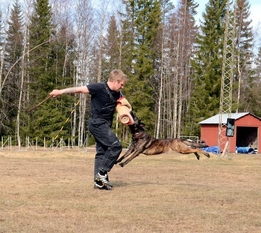 Canine For Use B'Tuska Canine For Use B'Tuska
