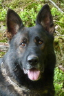Hank von den Schwedenschanzen