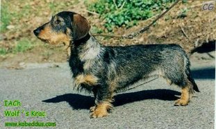 Wolf's Krac Wolf's Krac