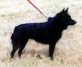 dog image background